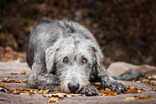 Irish Wolfhound lies on the pad with fallen autumn leaves.