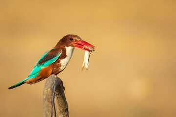 Colorful bird White throated Kingfisher. Yellow nature background. 