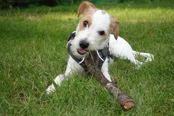 Hunde Welpe liegt mit einem Stock auf einer grünen Wiese und knabbert an einem Stock