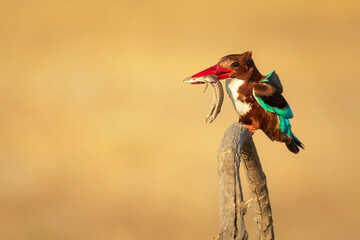 Colorful bird White throated Kingfisher. Yellow nature background. 