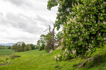 Blossoming chestnut bending upon  green field