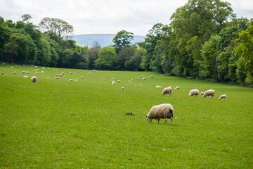 Tranquil landscape with the fields of green grass  and a flock of sheep