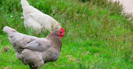 Chickens on a background of green grass