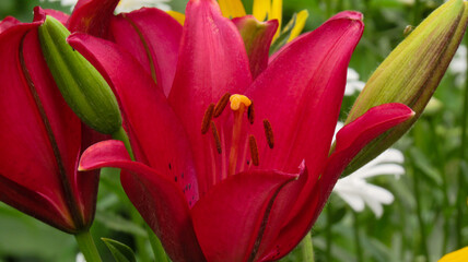Maroon lily in the garden close-up