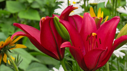 Naklejka premium Maroon lily in the garden close-up