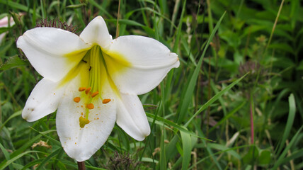 Naklejka premium White lily blooming in nature
