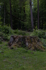 part of a forest in hoge veluwe, Arnhem, Nederland