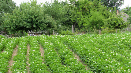 Fototapeta na wymiar Green and maturing potato garden