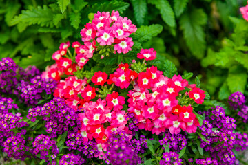 Obraz premium Flowers in an urban environment