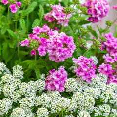 Flowers in an urban environment