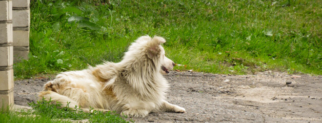 Naklejka na ściany i meble A shaggy dog sitting on the ground