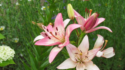Pink lily surrounded by grass