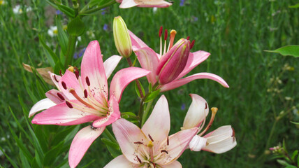 Pink lily surrounded by grass