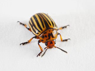 One Colorado beetle on a white paper surface close-up. Not isolated. Bright illustration about insects, pests of agricultural plants, farm and gardening. Macro
