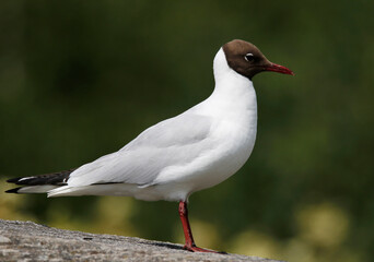 Black-headed Gull.	