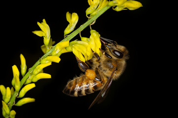 Honey bee collects nectar on yellow melilot flowers.