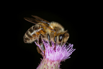 Honey bee on a creeping thistle flower.