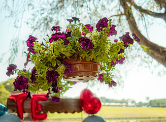 Fototapeta na wymiar purple petunias (Petunia hybrida) flowers blooming vase hanging on trees