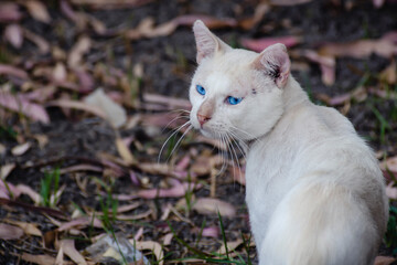Naklejka na ściany i meble Gato callejero, blanco con ojos azules, vuelve su mirada hacia atrás
