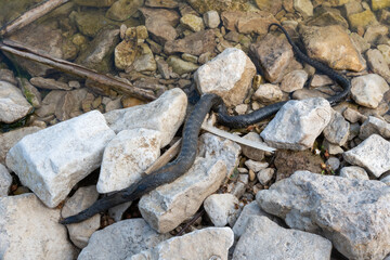 Dead snake on the beach.