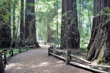 Henry Cowell Redwoods with Pathway