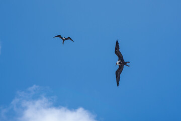 A pair of frigates gliding through the sky looking for prey in the ocean below. The birds were shot near the bluff in Cayman Brac