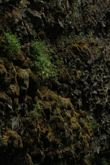 moss on the rocks