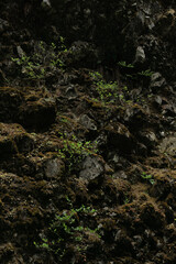 green moss on the rocks