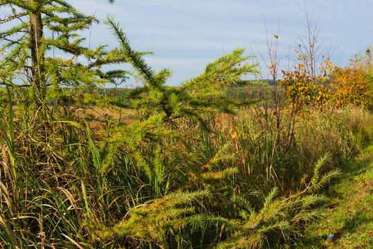 Wild Autumn Landscape Close Up With Larch Needles