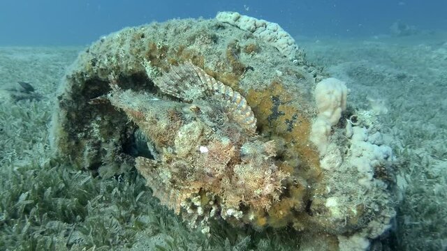 Close-up of Scorpion fish lie on coral. Bearded Scorpionfish (Scorpaenopsis barbata)