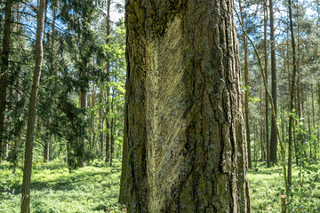 Traces and notches on the tree trunk after harvesting pine resin.