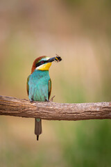 Colorful bird and its hunt. Yellow green nature background. Bird: European Bee eater. Merops apiaster. 