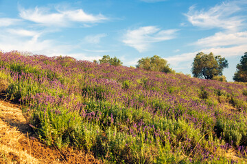 Fototapeta na wymiar Lavender blooms, colorful fields and a fragrant landscape 