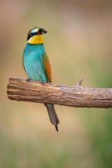 Colorful bird and its hunt. Yellow green nature background. Bird: European Bee eater. Merops apiaster. 