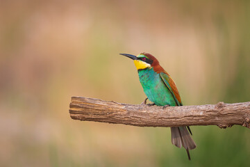 Colorful bird and its hunt. Yellow green nature background. Bird: European Bee eater. Merops apiaster. 