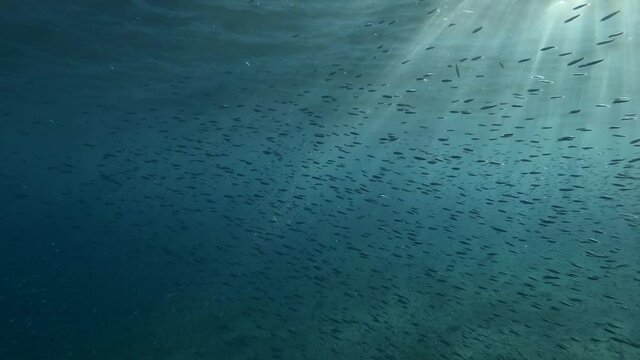 Shoal of Blue sprat, Delicate round herring or blueback sprat (Spratelloides delicatulus). Massive school of small fish swims in blue water in sun rays. Backlight by sunbeams