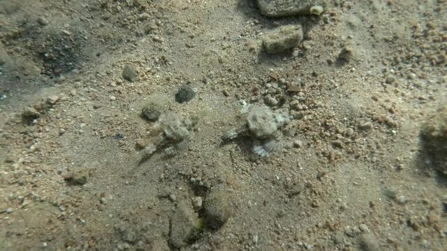 Pair of Seamoth move slowly one after another on the sandy bottom in sun rays (mating season). Pegasus, Little Dragonfish or Common Seamoth (Eurypegasus draconis)