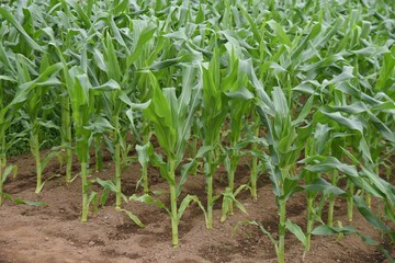 Corn cultivation and its growth. Corn is one of the three major grains in the world.