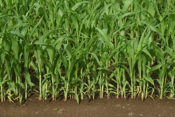 Corn cultivation and its growth. Corn is one of the three major grains in the world.