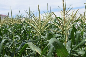 Corn cultivation and its growth. Corn is one of the three major grains in the world.