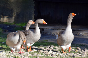 Geese walk on a Sunny day on the rocky shore of the pond