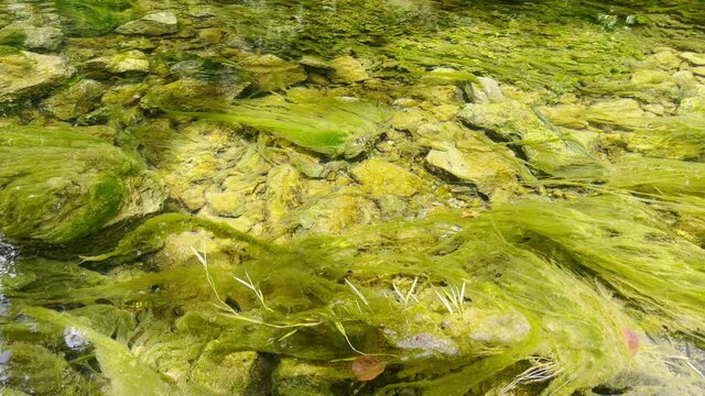 Green algae motion in beautiful clean river. Concept ecology.