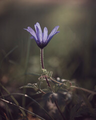 flower in the morning