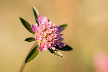 Macro photo of Lomelosia stellata flower. Stock photo.