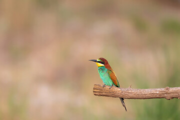 Obraz premium Colorful bird and its hunt. Yellow green nature background. Bird: European Bee eater. Merops apiaster. 