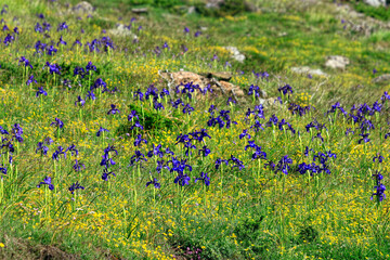 Parterre d'Iris à Gavarnie Hautes Pyrénées
