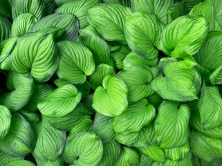Green leaves background. Plant wallpaper. Vegan texture.