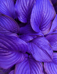 Obraz na płótnie Canvas Purple leaves background. Plant wallpaper. Vegan texture.