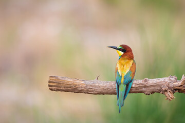 Obraz premium Colorful bird and its hunt. Yellow green nature background. Bird: European Bee eater. Merops apiaster. 