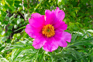 Obraz premium Pink peony Paeonia anomala or Maryin root against green foliage in the summer garden. Wild simple peony in Siberia